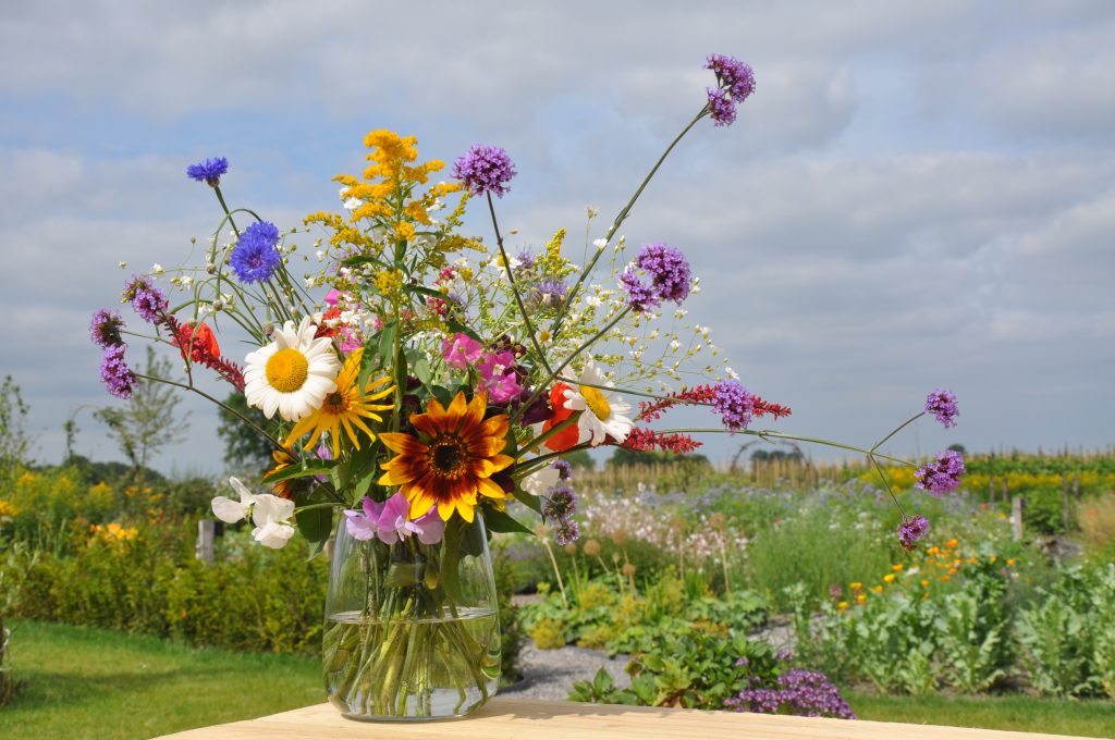 Blommenveld promotie foto